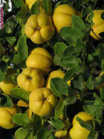 فروش نهال درخت میوه به اصفهان